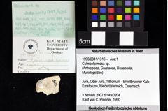 Foto (Objket + Etiketten) von Culmenformosa sp. 